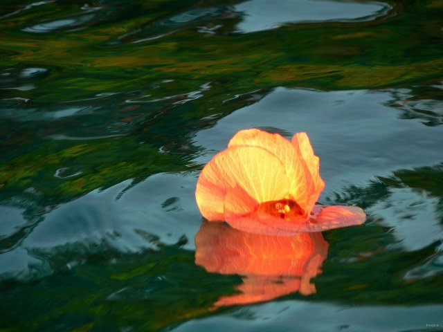 94- Fleur de purau flottant sur l'eau au coucher de soleil 